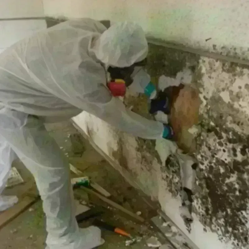 Mold Remediation and Removal in Saks, AL